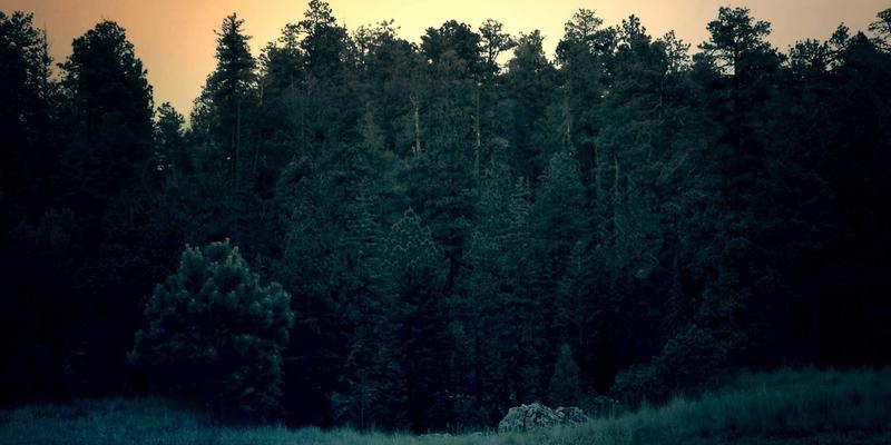 垂直搜索引擎的崛起：从学术到电商的细分市场与SEO策略分析