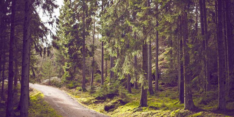 如何利用结构化数据提升网站在搜索引擎中的富媒体摘要展示：网络爬虫与索引算法的关键作用