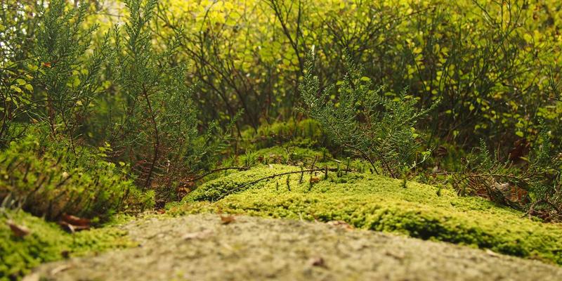 搜索引擎73：从网络爬虫到索引算法的信息检索革命