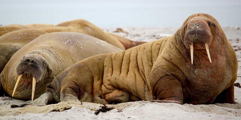 搜索引擎工作原理与SEO实战指南：从索引算法到排名优化