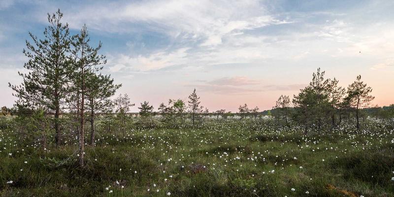 搜索引擎的个性化搜索：定制化结果的利与弊及其对SEO的影响