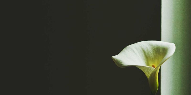 搜索引擎的国际化与多语言处理：揭秘跨语言检索与区域性算法的复杂性