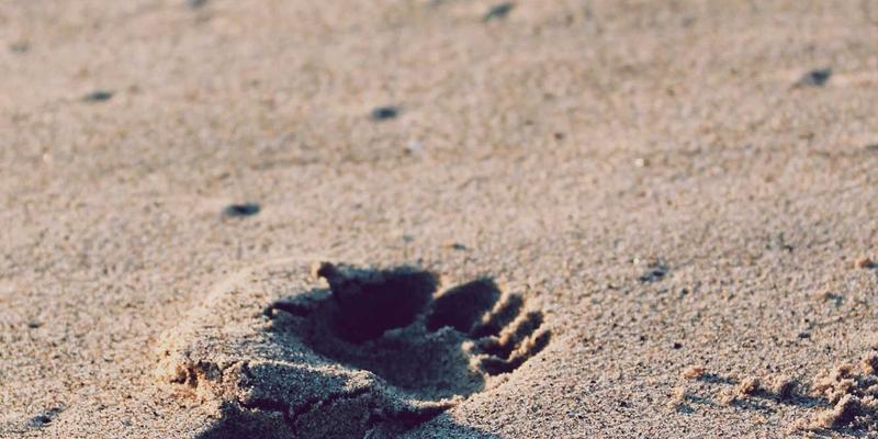 解密搜索引擎缓存机制：网页快照如何影响排名算法与信息存档